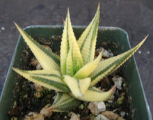 Load image into Gallery viewer, Haworthia limifolia 'variegata' Variegated J11