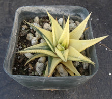 Load image into Gallery viewer, Haworthia limifolia 'variegata' Variegated J12