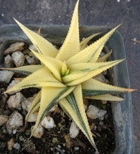 Load image into Gallery viewer, Haworthia limifolia 'variegata' Variegated J12