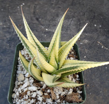 Load image into Gallery viewer, Haworthia limifolia 'variegata' Variegated J13