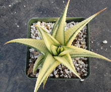 Load image into Gallery viewer, Haworthia limifolia 'variegata' Variegated J13