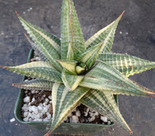 Load image into Gallery viewer, Haworthia limifolia 'variegata' Variegated J14