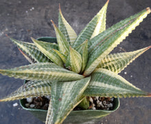 Load image into Gallery viewer, Haworthia limifolia 'variegata' Variegated J14