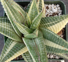 Load image into Gallery viewer, Haworthia limifolia 'variegata' Variegated J14