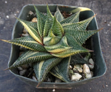 Load image into Gallery viewer, Haworthia limifolia 'variegata' Variegated J15