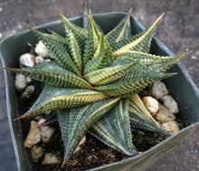 Load image into Gallery viewer, Haworthia limifolia 'variegata' Variegated J15