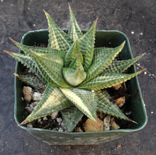 Load image into Gallery viewer, Haworthia limifolia 'variegata' Variegated J16
