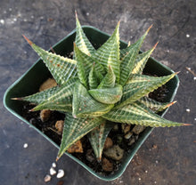 Load image into Gallery viewer, Haworthia limifolia 'variegata' Variegated J16