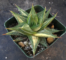 Load image into Gallery viewer, Haworthia limifolia 'variegata' Variegated J16