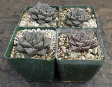 Load image into Gallery viewer, Haworthia x 'Musin' *Korean Hybrid*