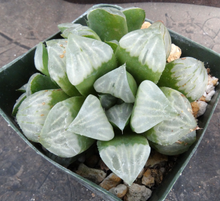 Load image into Gallery viewer, Haworthia mutica hybrid