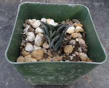 Load image into Gallery viewer, Haworthia nigra *Black Leaves*