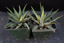 Load image into Gallery viewer, Haworthia radula 'variegata'