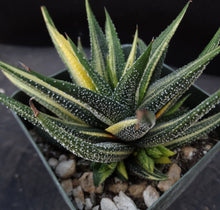 Load image into Gallery viewer, Haworthia radula 'variegata'