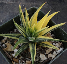 Load image into Gallery viewer, Haworthia radula 'variegata' J4