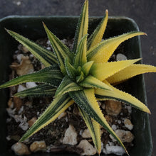 Load image into Gallery viewer, Haworthia radula 'variegata' J4