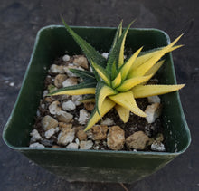 Load image into Gallery viewer, Haworthia radula 'variegata' J5
