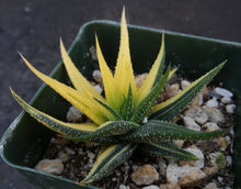 Load image into Gallery viewer, Haworthia radula 'variegata' J5
