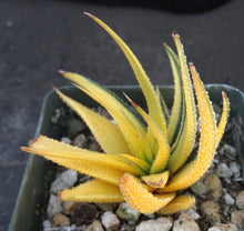 Load image into Gallery viewer, Haworthia radula 'variegata' J6