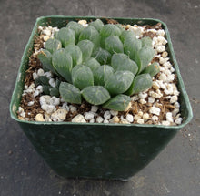 Load image into Gallery viewer, Haworthia cooperi v. pilifera