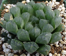 Load image into Gallery viewer, Haworthia cooperi v. pilifera