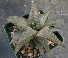 Load image into Gallery viewer, Haworthia tessellata *Large Form*