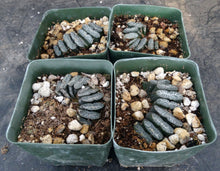 Load image into Gallery viewer, Haworthia truncata Korean Hybrid