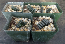 Load image into Gallery viewer, Haworthia truncata