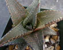 Load image into Gallery viewer, Haworthia tessellata *Large Form*
