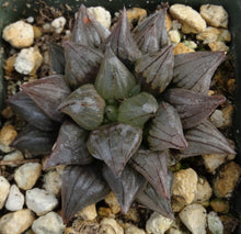 Load image into Gallery viewer, Haworthia atrofusca