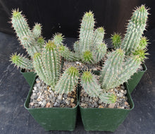 Load image into Gallery viewer, Hoodia gordonii