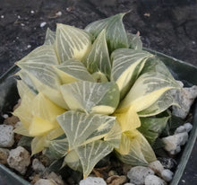 Load image into Gallery viewer, Haworthia retusa 'variegata'