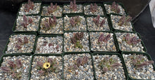 Load image into Gallery viewer, Huernia thuretii v. primulina