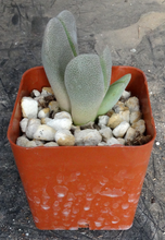 Load image into Gallery viewer, Ihlenfeldtia vanzylii