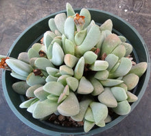 Load image into Gallery viewer, Ihlenfeldtia vanzylii *larger plant*