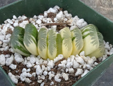 Load image into Gallery viewer, Haworthia truncata 'Jade Fan'