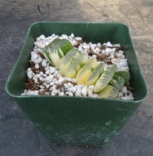 Load image into Gallery viewer, Haworthia truncata 'Jade Fan'