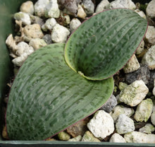 Load image into Gallery viewer, Lachenalia carnosa