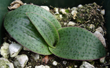 Load image into Gallery viewer, Lachenalia carnosa