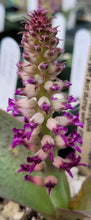 Load image into Gallery viewer, Lachenalia carnosa