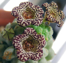 Load image into Gallery viewer, Larryleachia cactiformis *Rare Stapeliad*