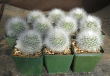 Load image into Gallery viewer, Mammillaria guelzowiana Lau 640 *Spineless*