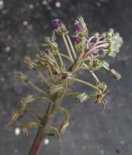 Load image into Gallery viewer, Ledebouria 'Endevour'
