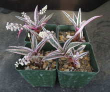 Load image into Gallery viewer, Ledebouria socialis 'variegata' Variegated