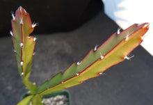 Load image into Gallery viewer, Lepismium cruciforme