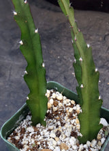 Load image into Gallery viewer, Lepismium cruciforme