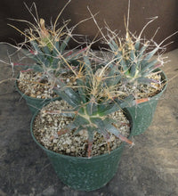 Load image into Gallery viewer, Leuchtenbergia principis *Larger Plant*