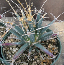 Load image into Gallery viewer, Leuchtenbergia principis *Larger Plant*