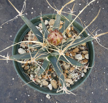 Load image into Gallery viewer, Leuchtenbergia principis *Larger Plant*