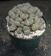 Load image into Gallery viewer, Lithops sp. *huge plant*